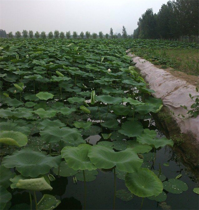 藕池復(fù)合土工布