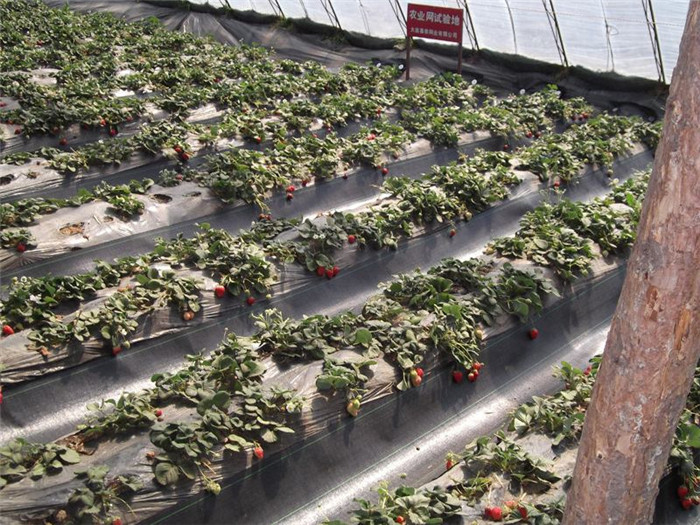 溫室大棚防草布