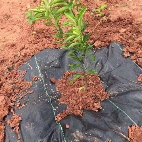除草布價格_除草布廠家