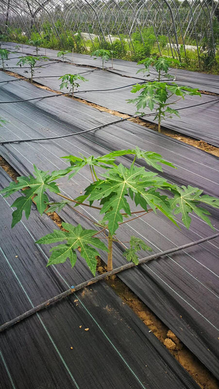 果園專(zhuān)用防草布_果園防草布廠家