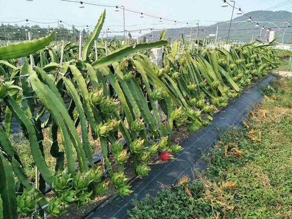 果園專(zhuān)用防草布_果園防草布廠家